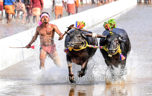 Rama-Lakshmana Jodukare Kambala